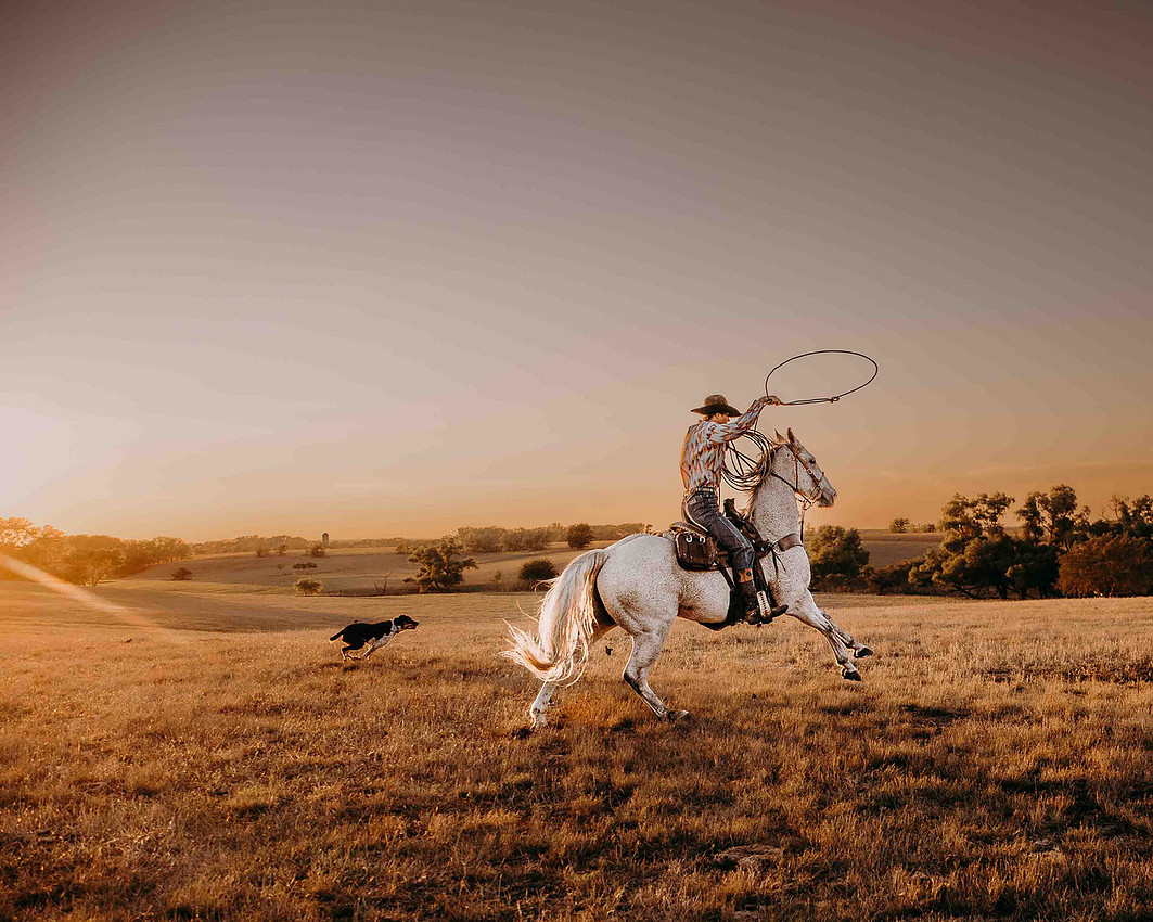 High school senior boy in a button-down shirt and Wrangler jeans riding a white horse at sunset while swinging a rope, with a cow dog running alongside in a South Dakota pasture